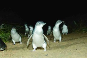 Penguins waddling towards their burrows