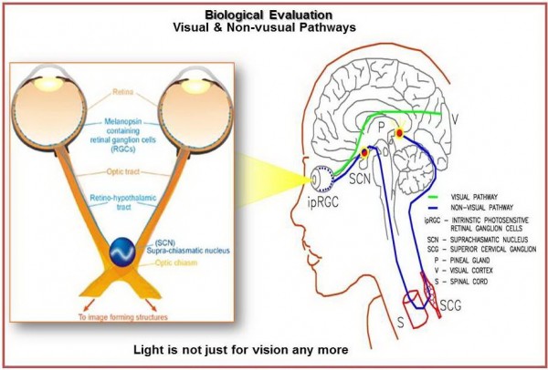 New Era of Illuminating Engineering - Solid-State Lighting (LED) on Human Health