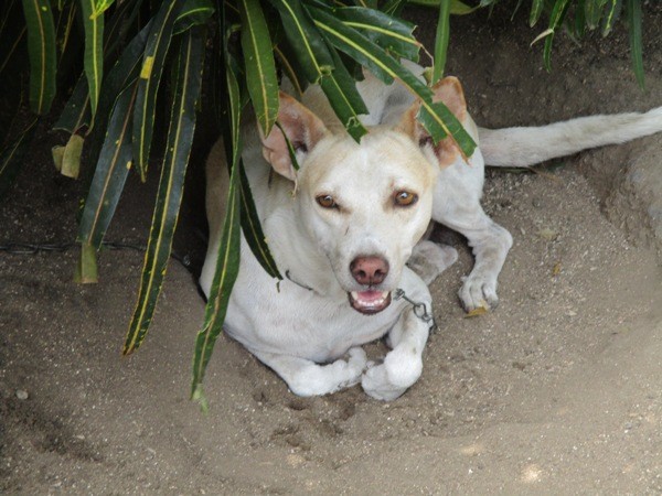 Jimmy, Vidhya's beloved dog who led her family to her body