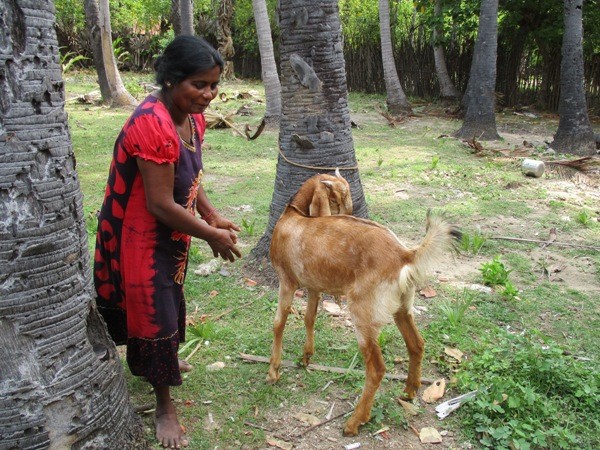 Vidhya's mother and the Goat "Kutty"
